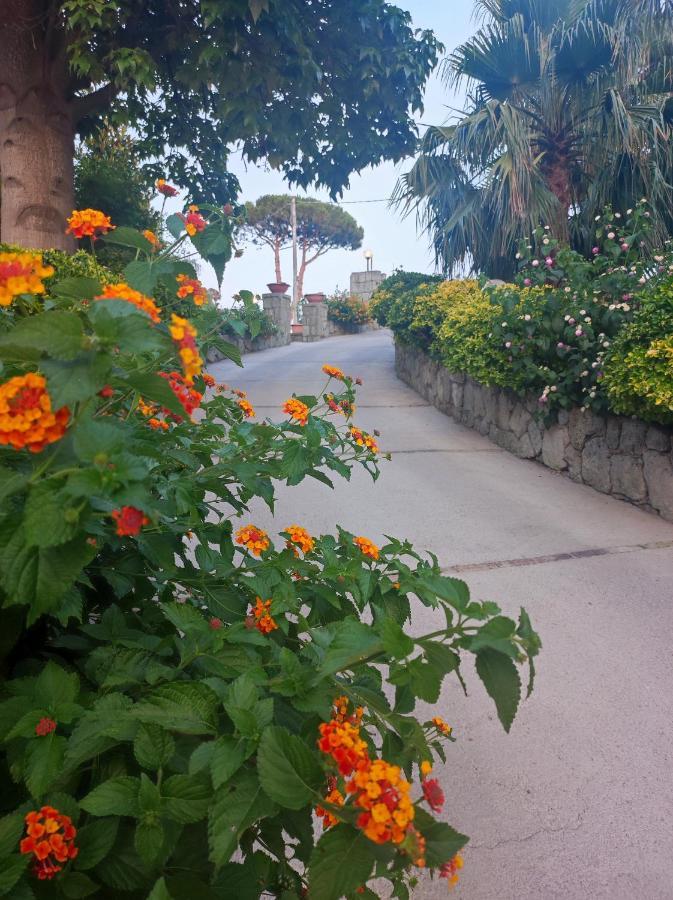 Bed and Breakfast Cocos Park Ischia Forio di Ischia Esterno foto